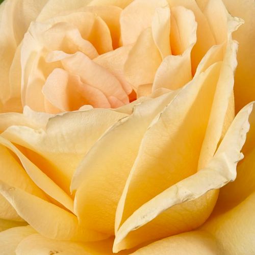 Růže online koupit v prodejně - Žlutá - Čajohybridy - středně intenzivní - Rosa  Casanova - Samuel Darragh McGredy IV. - Bohatě kvetoucí odrůda s květy které dlouho vydrží. Přináší zajímavě vybarvené květy které jsou vhodné na řezání.